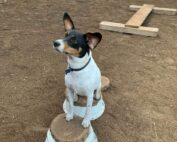 Kropskontrol - hundetræning