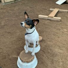 Kropskontrol - hundetræning