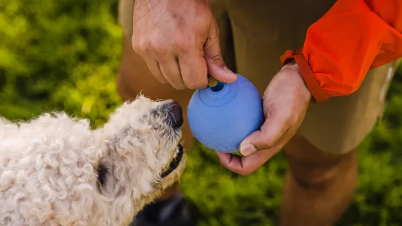 Ruffwear bold