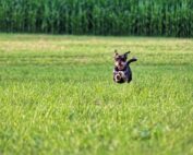 Happy Dog