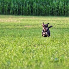Happy Dog