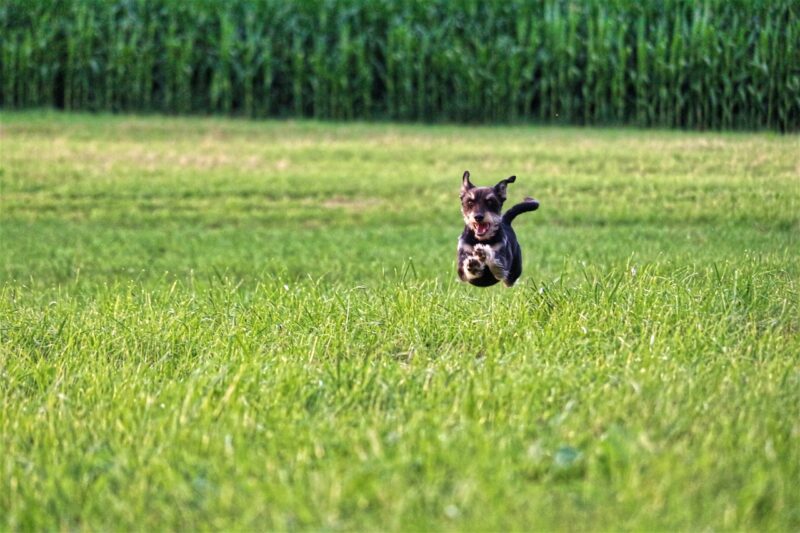 Happy Dog