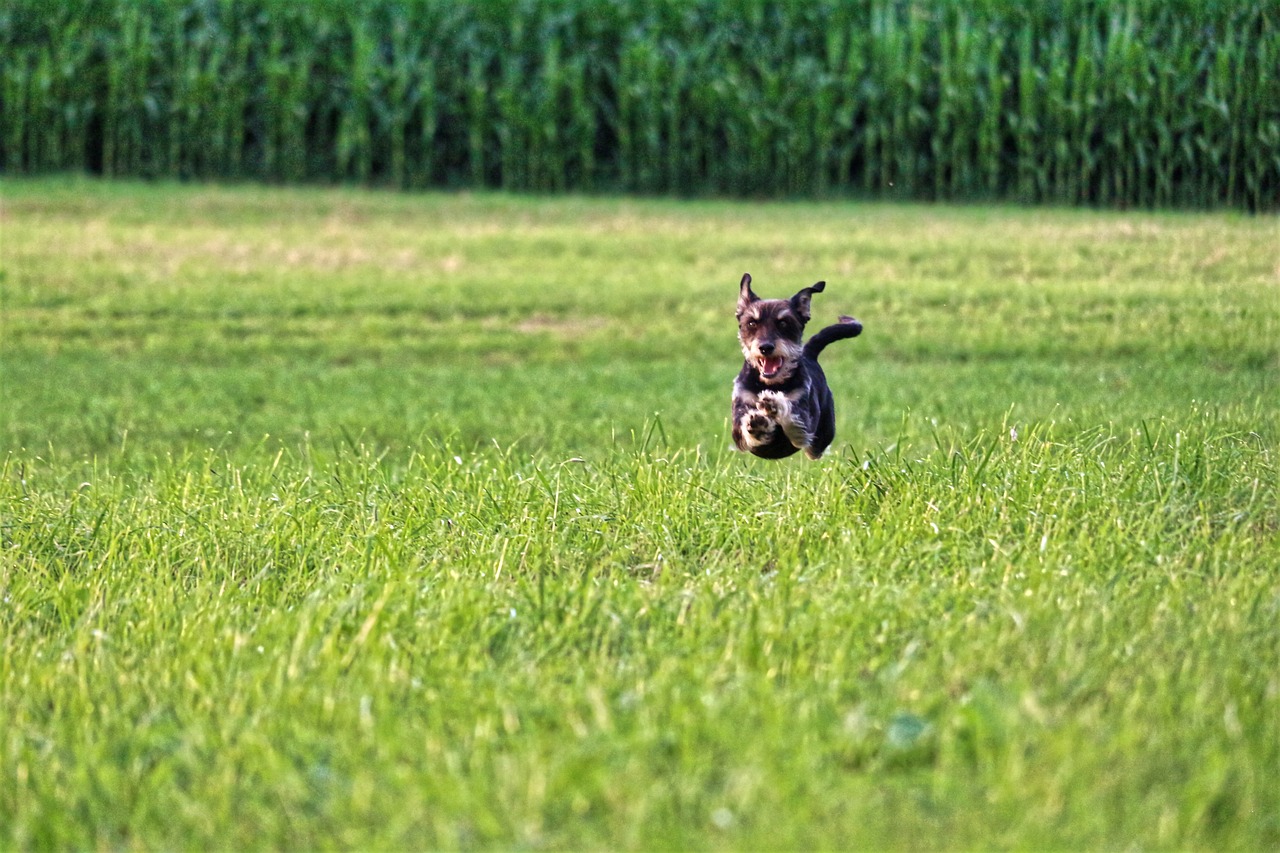 Happy Dog