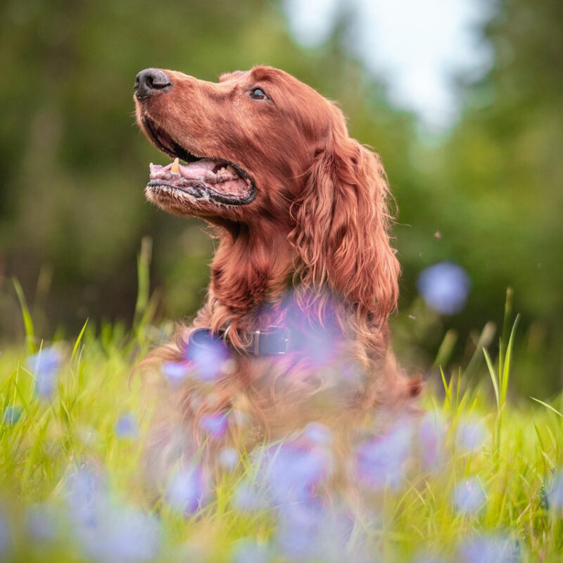 Sommerhundetræning