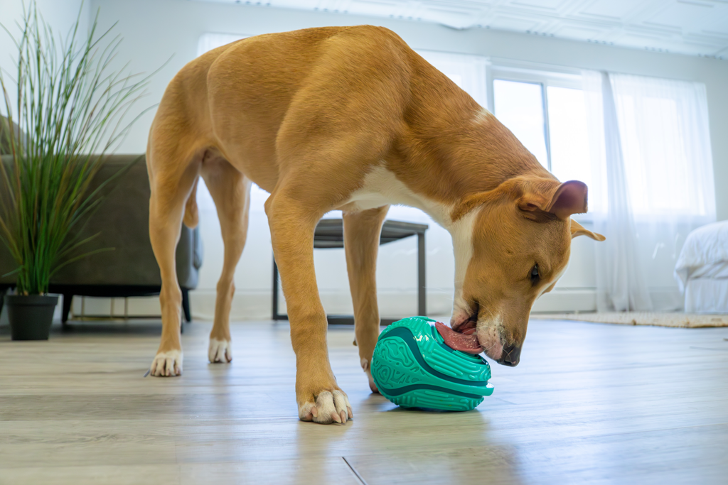 Kong Lick & Reward slikkemåtte Æg